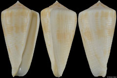 Conus limpusi (Queensland, Australia, 46,3mm)