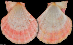 Semipallium dringi (Philippines, 35,2mm)