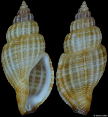 Kuroshiodaphne cf. aurea (Philippines, 12,1mm)