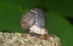 Arenabbottella adolphi peninsularis (Santa Capuza, Dominican Republic)