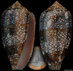 Conus canonicus (Madagascar, 69,5mm)