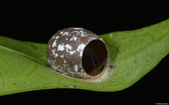 Hatched parasitoid wasp (Apocrita sp.) cocoon, Bokor Mountain, Cambodia