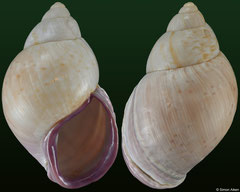 Porphyrobaphe iostoma (Ecuador, 61,6mm)
