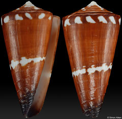 Conus litoglyphus (Madagascar, 50,2mm) F++ €4.00 (specimens for sale are 50-52mm and are of the same quality as the specimen illustrated)