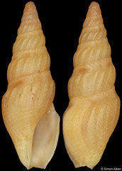 Clavus sulekile (South Africa, 12,0mm)