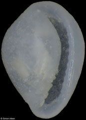 Granulina sp. (Pacific Mexico, 1,7mm)