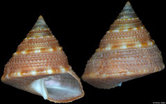 Astele stenomphala (Victoria, Australia, 13,1mm)