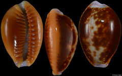 Cypraea helvola cf. form 'meridionalis' (Tanzania, 21,6mm)