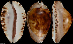 Zoila marginata (Western Australia, 59,2mm)