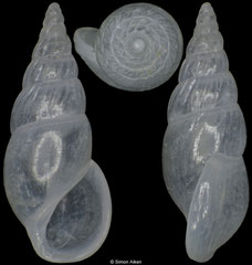 Rissoina sp. nov. (Pacific Mexico, 3,3mm)