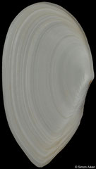 Peronaea strigosa (Senegal, 57,9mm)