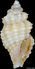 Acrista strombilum (Philippines, 2,7mm) F+++ €1.20 (specimens for sale are 2-3mm and are of the same quality as the specimen illustrated)