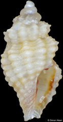Acrista strombilum (Philippines, 2,7mm) F+++ €1.20 (specimens for sale are 2-3mm and are of the same quality as the specimen illustrated)
