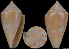 Conus carvalhoi (Caribbean Honduras, 19,1mm) F+++ €132.00