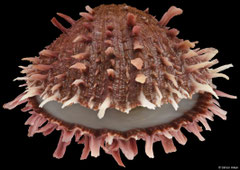 Spondylus virgineus reevei (Philippines, 66,9mm)