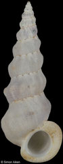 Opalia crassilabrum (Queensland, Australia, 13,2mm)