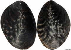 Lamprotula tientsinensis (China, 76mm)