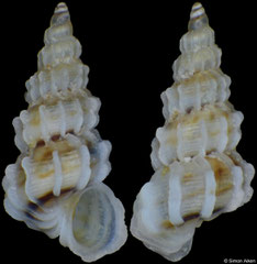 Perspicioscala thorssoni (Philippines, 3,1mm)