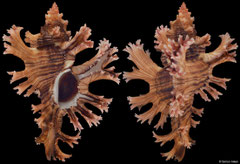 Chicoreus palmarosae (Sri Lanka, 96,2mm)