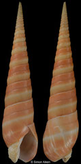 Oxymeris dimidiata (Madagascar, 91,8mm) aberrant