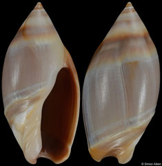 Amalda australis (New Zealand, 25,1mm)