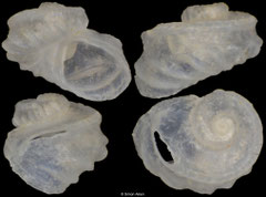 Sinezona laqueus (New Zealand, 1,5mm)