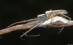 Lean lynx spider (Oxyopes macilentus), Balut Island, Philippines