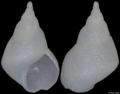 Trochostilifer striatus (South Africa, 3,5mm)