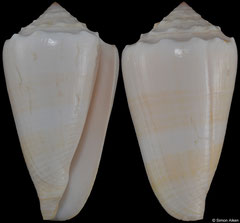Conus marmoreus (New Caledonia, 52,5mm)