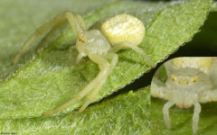 Flower spider (Thomisidae sp.), La Cantera, Dominican Republic