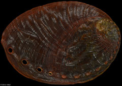 Haliotis discus hannai (South Korea, 74,0mm) F+++ €15.00