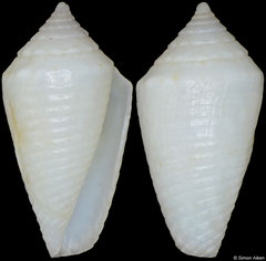 Conus pomponeti (Brazil, 13,3mm)