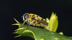 Bee (Apodea sp.), York, UK