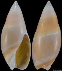 Amalda bullioides (South Africa, 34,5mm)