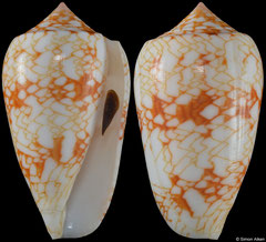 Conus archiepiscopus form 'tricincta' (Madagascar, 55,2mm)