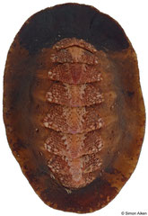 Craspedochiton producta (South Africa, 30,6mm)