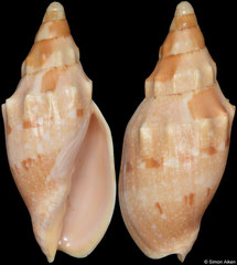 Notovoluta kreuslerae (South Australia, 73,0mm)