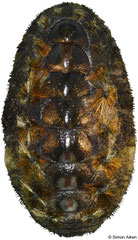 Acanthochitona hirudiniformis (Pacific Panama, 23,4mm)