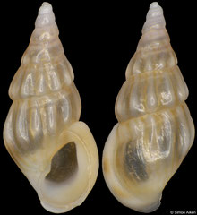 Rissoa membranacea (Spain, 4,6mm)