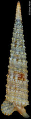 Euthymella pyramidalis (Philippines, 12,0mm) F+++ €2.00 (specimens for sale are 11-12mm and are of the same quality as the specimen illustrated)