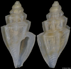 Leiocithara sp. (Philippines, 4,2mm)