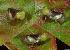 Planthopper (Auchenorrhyncha sp.), Krong Kaeb, Cambodia