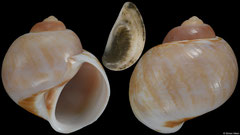 Natica adansoni (Western Sahara, 23,0mm) F++ €6.00 (specimens for sale are 22-24mm and are of the same quality as the specimen illustrated)