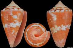 Conus abrolhosensis (Brazil, 23,9mm)