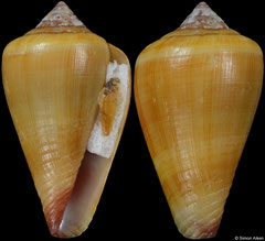 Conus cristinapessoae (Cape Verde, 18,5mm)