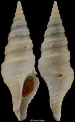 Turris ruthae (South Africa, 44,6mm)