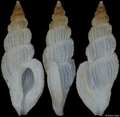 Daphnellopsis fimbriata (Philippines, 16,0mm)