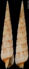 Myurella conspersa (Philippines, 30,2mm)