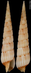 Myurella conspersa (Philippines, 30,2mm)