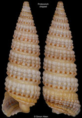 Coriophora monilifera (South Africa, 6,7mm) F++ €4.00